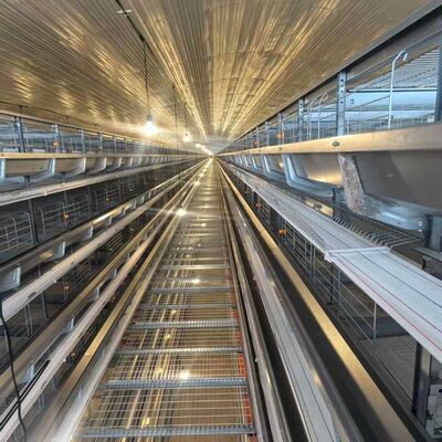 4 ระดับชั้นกรงไก่ที่มีเครื่องให้อาหาร เหมาะสําหรับการเก็บไก่ในชั้นที่เข้มข้นและการให้อาหารที่เรียบง่าย