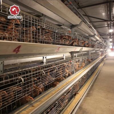 ระบบตู้ฟักลูกไก่แบบอัตโนมัติ A-Type ชุบกัลวาไนซ์ร้อน พร้อมระบบน้ำหัวนมอัตโนมัติ สำหรับลูกไก่ 100-300 ตัว/ชุด