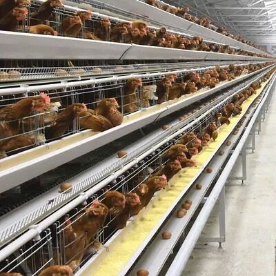 Layer Chicken Cage System | Boost Your Farm Laying Rate