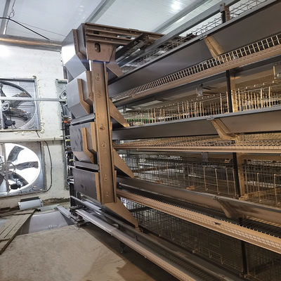Fully Automatic H-Type Layer Cage System with Egg Collection & Belt Manure Removal