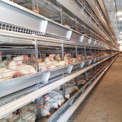 30000 Chicken Egg Layer Cages