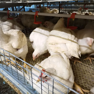 Automated H-Type Meat Broiler Cage System with Hot-Dip Galvanized Steel for High-Density Poultry Farming