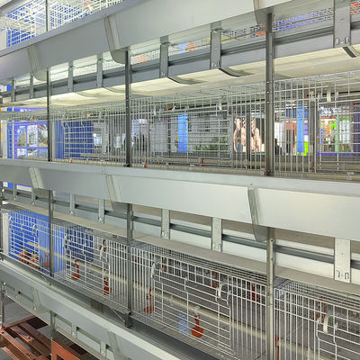 Automated H-Type Meat Broiler Cage System with Hot-Dip Galvanized Steel for High-Density Poultry Farming