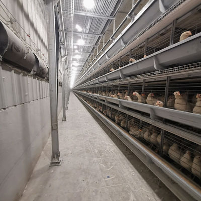 4-tier Automatic Layer Cage System With Ventilation For 120 Birds
