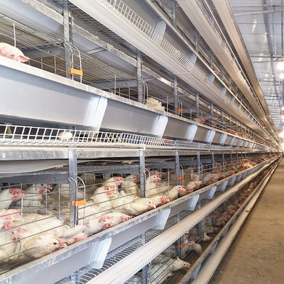 4-tier Automatic Layer Cage System With Ventilation For 120 Birds