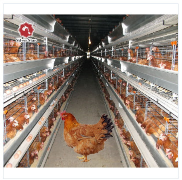 H Type Fully Automatic Broiler Chicken Cage 144 Chickens 162 Chickens
